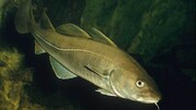 این ماهی عجیب می تواند ۵ سال بدون آب و غذا در خشکی زندگی کند! + فیلم