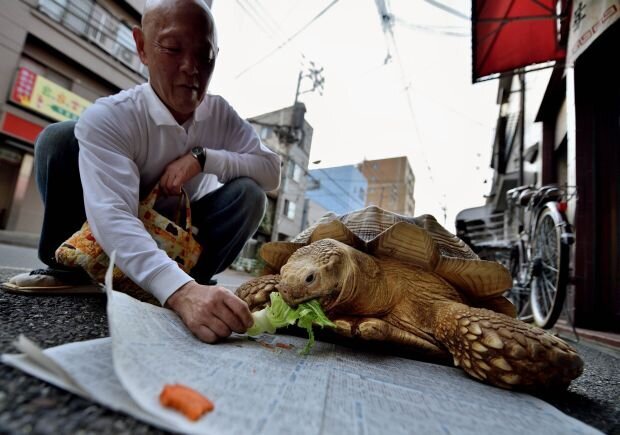 عجیب ترین حیوان خانگی توکیو در دست یک پیرمرد