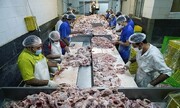 کاهش ۵۰ درصدی مصرف گوشت قرمز در کشور