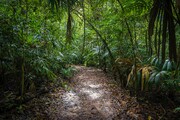 وسایل مورد نیاز برای سفر به جنگل های بارانی استوایی