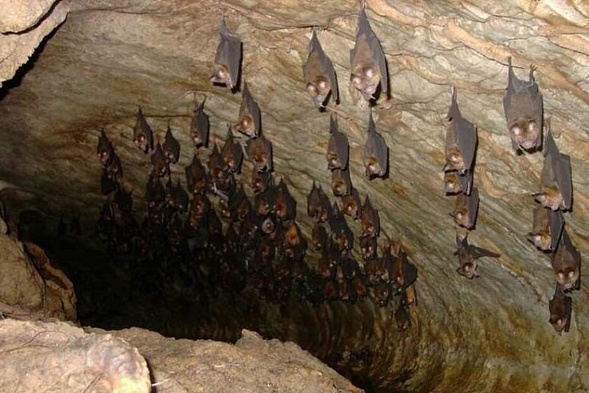 خفاش غاری شگفت‌انگیز در بهبهان
