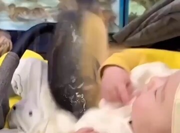 پرش باورنکردنی یک ماهی از آکواریوم به بغل نوزاد! + فیلم