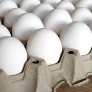 نرخ مصوب هر شانه تخم مرغ چند؟
