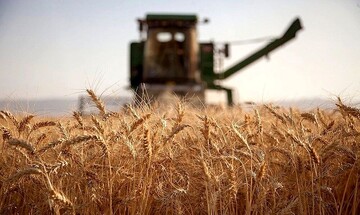 گزارش فائو درباره میزان تولید غلات ایران در سال ۲۰۲۲ /  کل تولید غلات ایران به ۱۹.۵ میلیون تن رسید