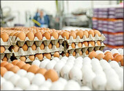 قیمت تخم مرغ از مرغ سبقت گرفت / علت افزایش قیمت تخم مرغ چیست؟