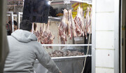 وضعیت گوشت قرمز در بازار / هر ایرانی سالانه چقدر گوشت مصرف می کند؟