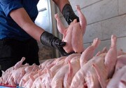 کاهش عجیب قیمت مرغ در بازار + تحریم مردم برای خرید نکردن جواب داد؟