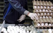 نرخ مصوب هر شانه تخم مرغ اعلام شد / قیمت تخم مرغ دانه‌ای چند؟