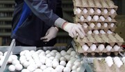 افزایش افسارگسیخته قیمت تخم مرغ / قیمت هر شانه تخم مرغ ۶ رقمی شد!