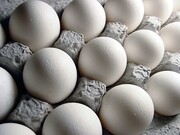 تخم مرغ باز هم گران شد / هر شانه تخم مرغ چند؟