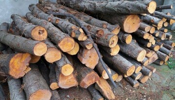 کشف ۱۷ تن چوب قاچاق در تبریز