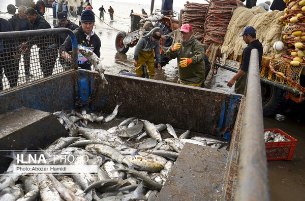 تعطیلی تعداد قابل توجهی از واحدهای عرضه ماهی/ کاهش ۳۰ درصدی تولید ماهی در سال جاری