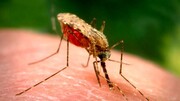 آمار ابتدا به مالاریا در سیستان و بلوچستان افزایش یافت