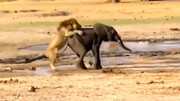حمله وحشتناک شیرهای گرسنه به یک بچه فیل / فیلم