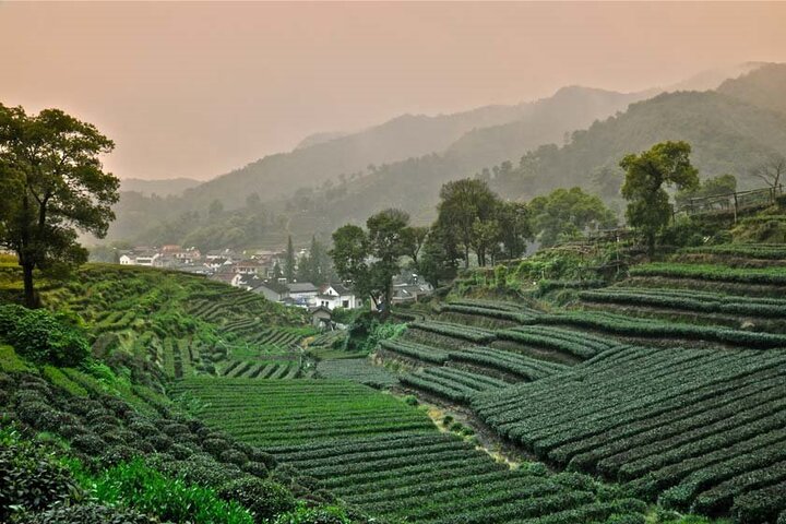 روستای فرهنگی چای میجیاوو(چجیانگ)