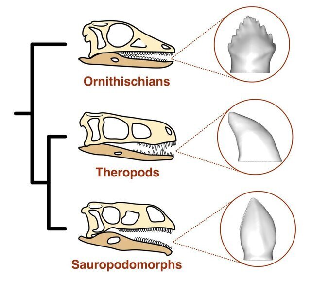  محققان غذای مورد علاقه دایناسورها را کشف کردند