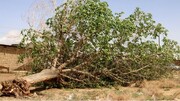 تصاویر آخر الزمانی از کنده شدن درخت ها درپی وزش باد شدید + فیلم