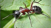 ویدیو دیده نشده از آب نوشیدن مورچه