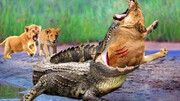 نبرد وحشتناک شیر ماده با تمساح غول پیکر برای نجات جان فرزندش + فیلم