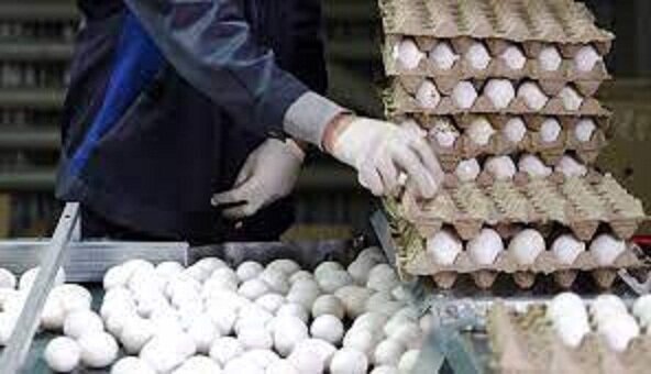 نرخ جدید هر شانه تخم مرغ اعلام شد