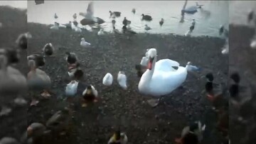 مرگ تلخ بچه اردک ها توسط یک قوی سفید و زیبا + فیلم