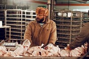 کاهش قیمت مرغ و تخم مرغ در بازار+ قیمت جدید چند است؟
