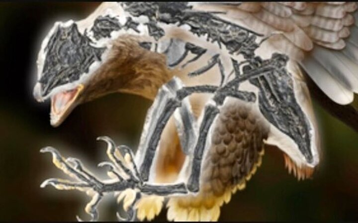 پیدا شدن جانوری عجیب که ترکیبی از دایناسور و پرنده است / عکس