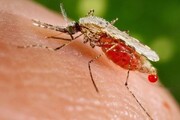 ابتلای ۱۲۰۰ نفر به مالاریا در سیستان و بلوچستان