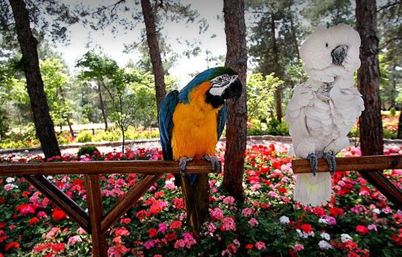 کیش