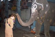تصاویری از مراسم عجیب فیل‌پرستی در هند! / فیلم