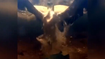 لحظه شکار ماهی نگون بخت توسط عقاب گرسنه از درون آب + فیلم