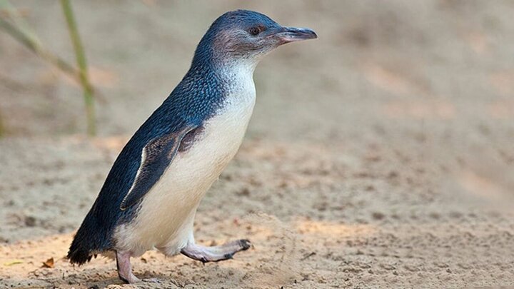 ویدیو دیده نشده و جالب از مسن‌ترین پنگوئن کوچک دنیا 