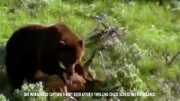 شکار شدن بچه گوزن توسط خرس گرسنه + فیلم