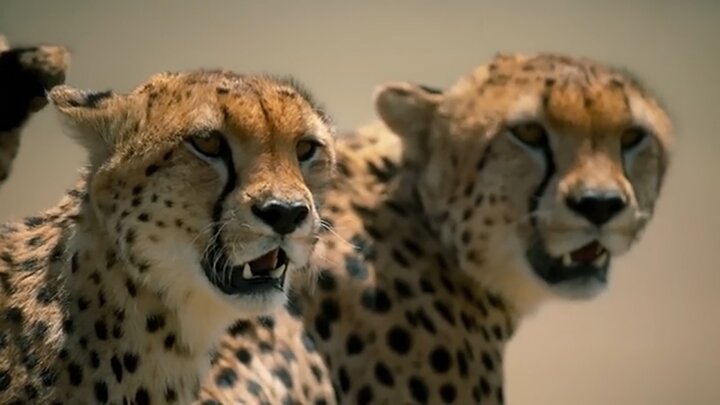 لحظه شکار گوزن یالدار توسط یوزپلنگ‌های گرسنه در طبیعت + فیلم