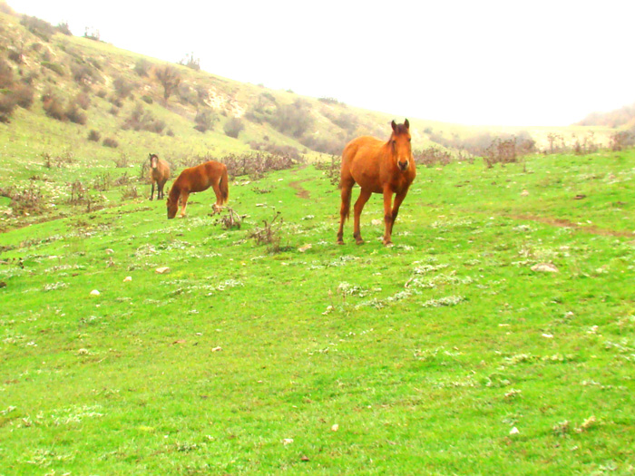 مناطق گردشگری کم‌نظیر گرگان