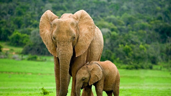 حقایقی جالب پیرامون زندگی فیل‌ها که از شنیدنش تعجب خواهید خواهید کرد! + فیلم
