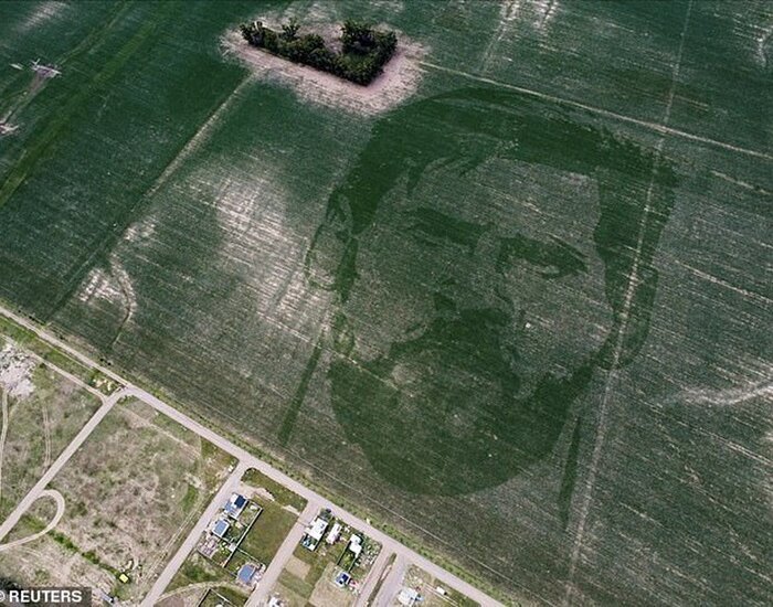 تصیر مسی در مزرعه ذرت