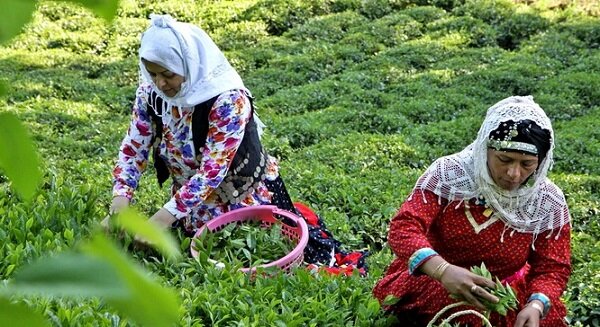 سابقه جالب کشت چای در ایران
