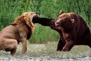 وضعیت دردناک یک خرس و شیر در باغ وحش مازندران! / فیلم