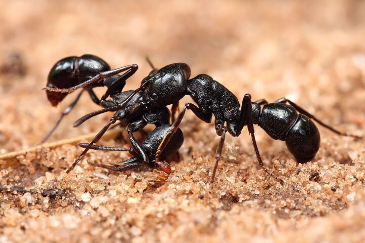 اقدام عجیب مورچه‌ها برای ساخت پل برای بالا رفتن از درخت + فیلم