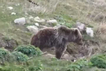 ویدیو تماشایی از قدم زدن توله خرس قهوه ای بامزه در ارتفاعات ساری مازندران