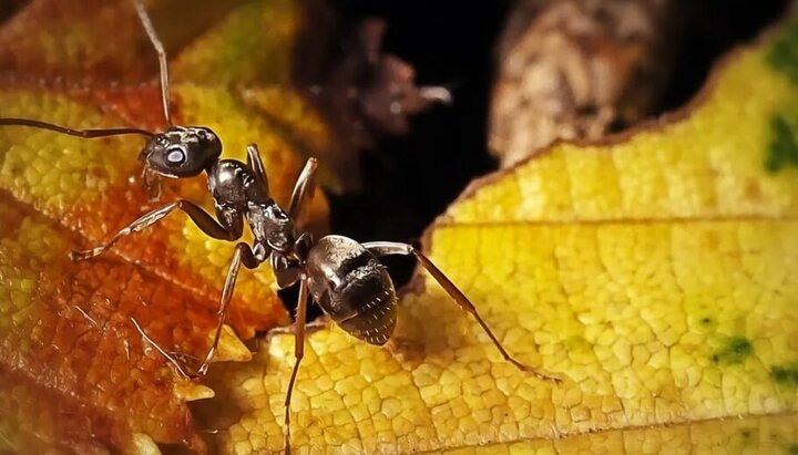 مورچه‌ها تومورهای سرطانی را تشخیص می‌دهند!