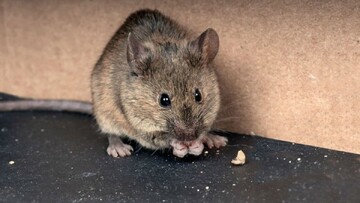 کشف قدیمی‌ترین تله موش جهان با نزدیک به ۱۵۰ سال قدمت + فیلم