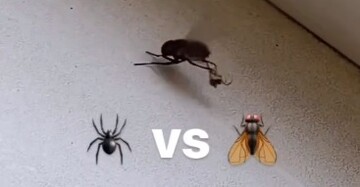 جدال دیدنی عنکبوت و مگس + ویدیو