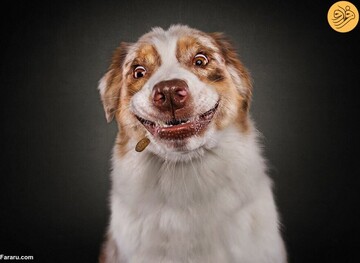 تصاویری خنده دار از حرکات بامزه سگ‌ها قبل از گرفتن خوراکی