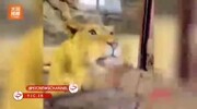 ویدیو دلهره آور از تلاش یک شیر برای زنده زنده بلعیدن کودک خردسال