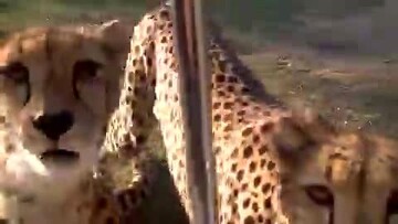 صدای عجیب یک یوزپلنگ که از شنیدنش تعجب خواهید کرد! + فیلم