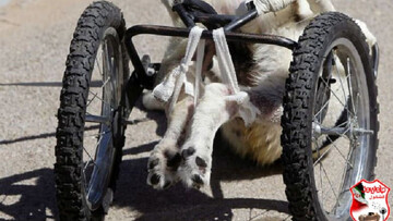 تصاویر غم انگیز از ویلچری شدن سگ گله پس از تیر خوردن + عکس و فیلم