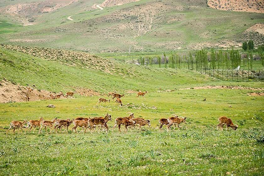 زیباترین مناطق حفاظت‌شده کردستان
