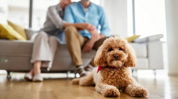بهترین نژاد سگ آپارتمانی کدام است؟